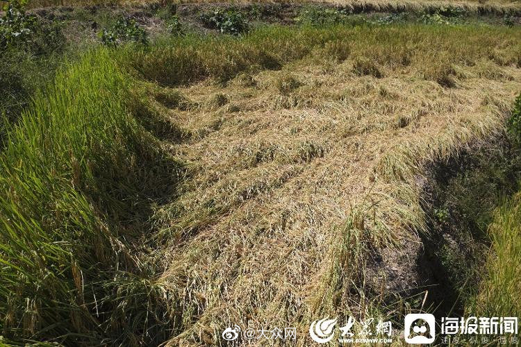 并购吃到175万元罚单冤不冤 国家市场监管总局两张“罚单”均与并购“抢跑”有关
